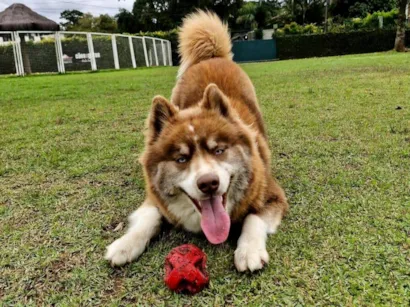 Cachorro raça Husky Siberiano idade 1 ano nome Mocha