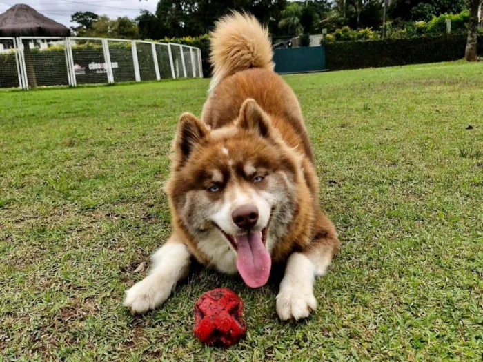 Cachorro ra a Husky Siberiano idade 1 ano nome Mocha