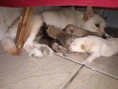 Cachorro raça SRD-ViraLata idade Abaixo de 2 meses nome Recém nascido 