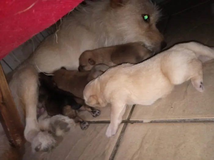 Cachorro ra a SRD-ViraLata idade Abaixo de 2 meses nome Recém nascido