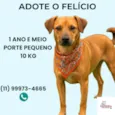 Felício