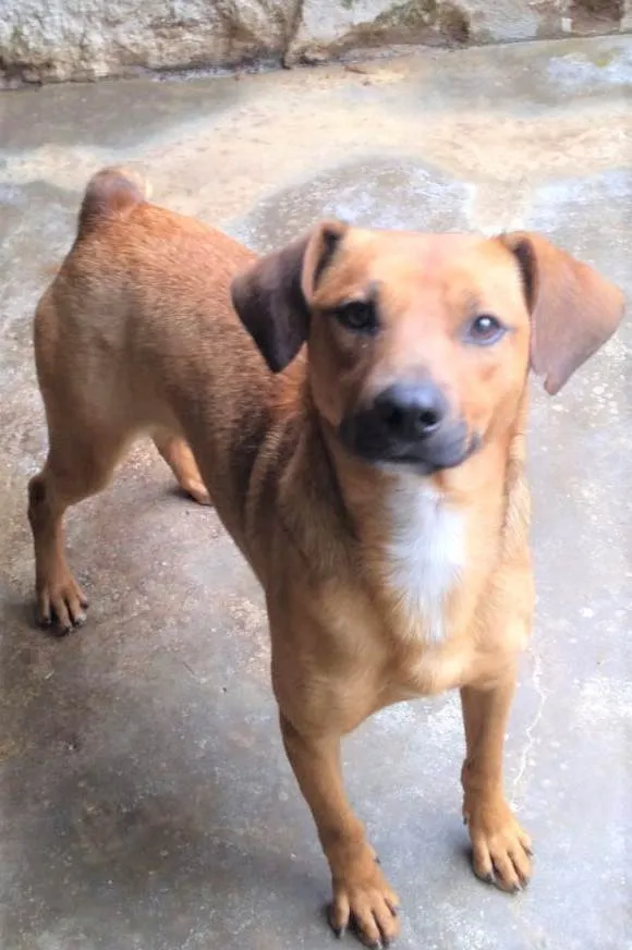 Cachorro ra a SRD-ViraLata idade 1 ano nome Felício