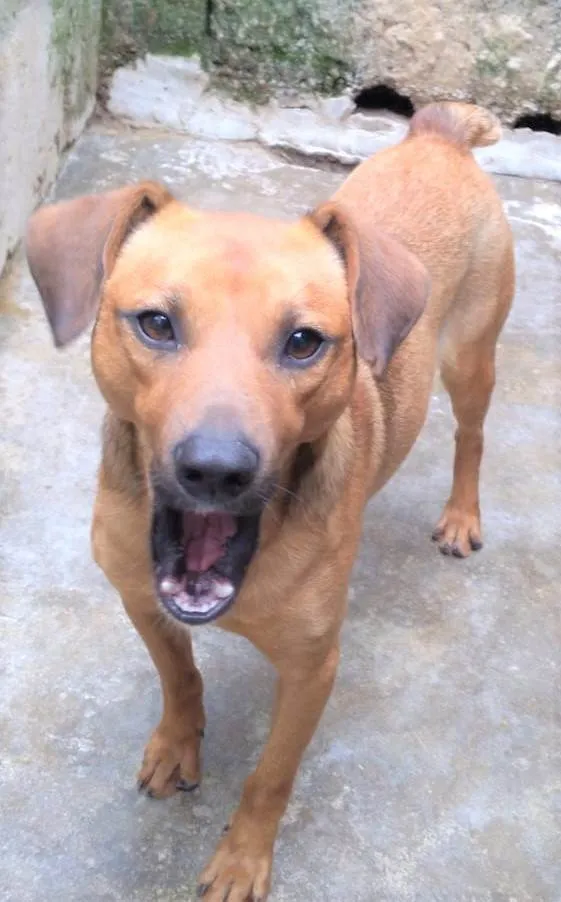 Cachorro ra a SRD-ViraLata idade 1 ano nome Felício