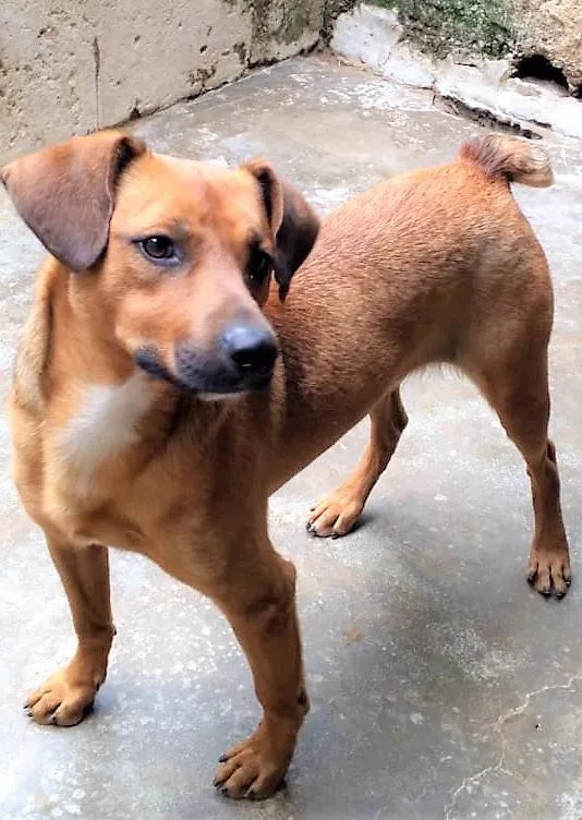 Cachorro ra a SRD-ViraLata idade 1 ano nome Felício
