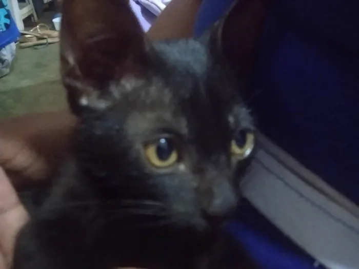 Gato ra a SRD-ViraLata idade 2 a 6 meses nome Sem nome