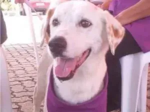 Cachorro raça SRD-ViraLata idade 5 anos nome Branquinha 