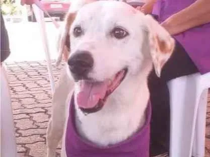 Cachorro ra a SRD-ViraLata idade 5 anos nome Branquinha 