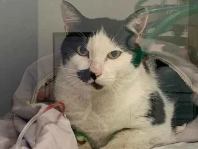 Gato raça SRD-ViraLata idade 4 anos nome Bob