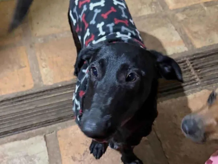 Cachorro ra a SRD-ViraLata idade 1 ano nome Paçoca 