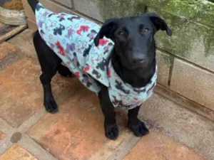 Cachorro raça SRD-ViraLata idade 1 ano nome Paçoca 