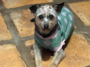 Cachorro raça SRD-ViraLata idade 4 anos nome Babi