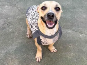 Cachorro raça SRD-ViraLata idade 2 anos nome Tina