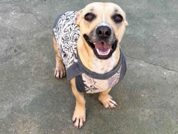 Cachorro ra a SRD-ViraLata idade 2 anos nome Tina