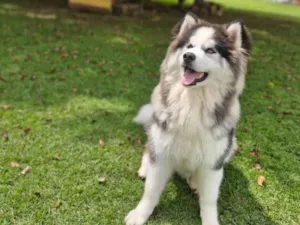 Cachorro raça Husky Siberiano idade 7 a 11 meses nome Oreo