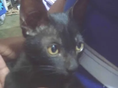 Gato raça SRD-ViraLata idade 2 a 6 meses nome Sem nome