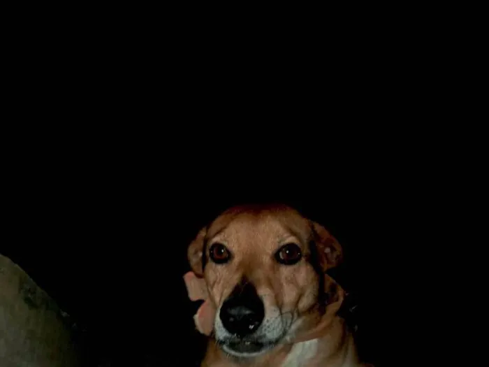 Cachorro ra a SRD-ViraLata idade 4 anos nome Bob