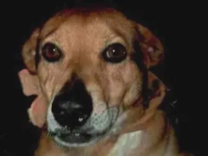 Cachorro raça SRD-ViraLata idade 4 anos nome Bob