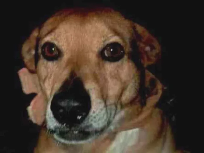 Cachorro ra a SRD-ViraLata idade 4 anos nome Bob