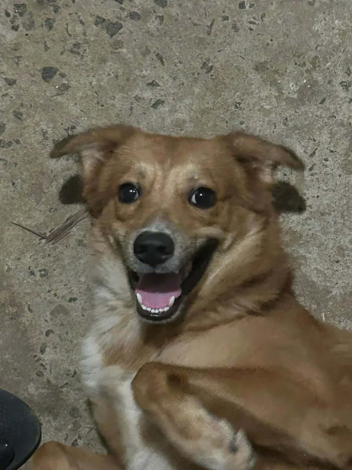 Cachorro ra a SRD-ViraLata idade 2 anos nome Lucky
