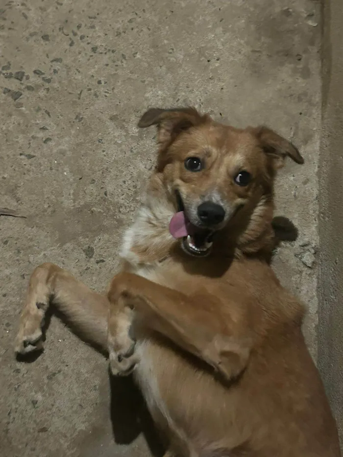 Cachorro ra a SRD-ViraLata idade 2 anos nome Lucky