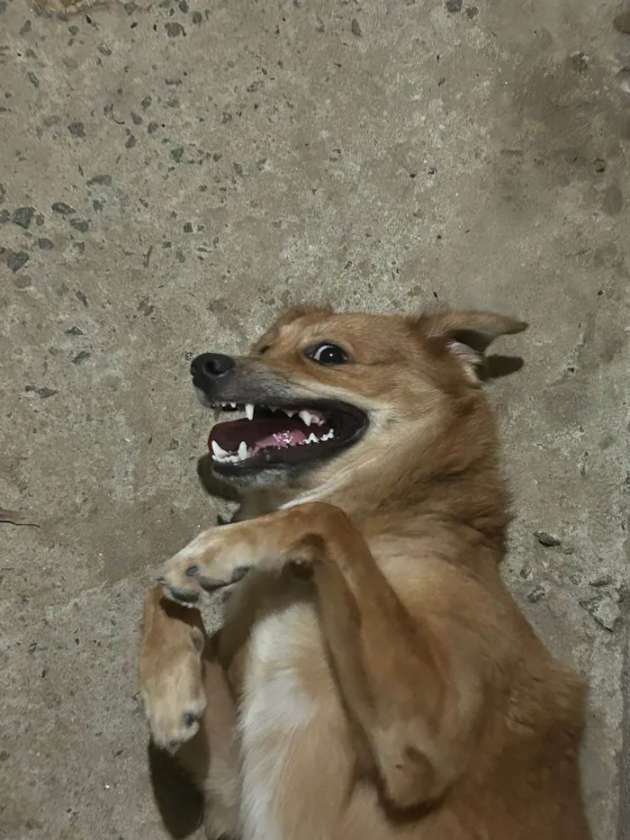 Cachorro ra a SRD-ViraLata idade 2 anos nome Lucky