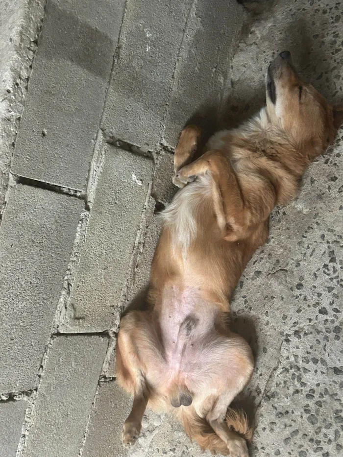 Cachorro ra a SRD-ViraLata idade 2 anos nome Lucky