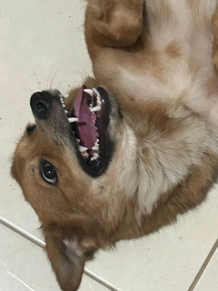 Cachorro ra a SRD-ViraLata idade 2 anos nome Lucky