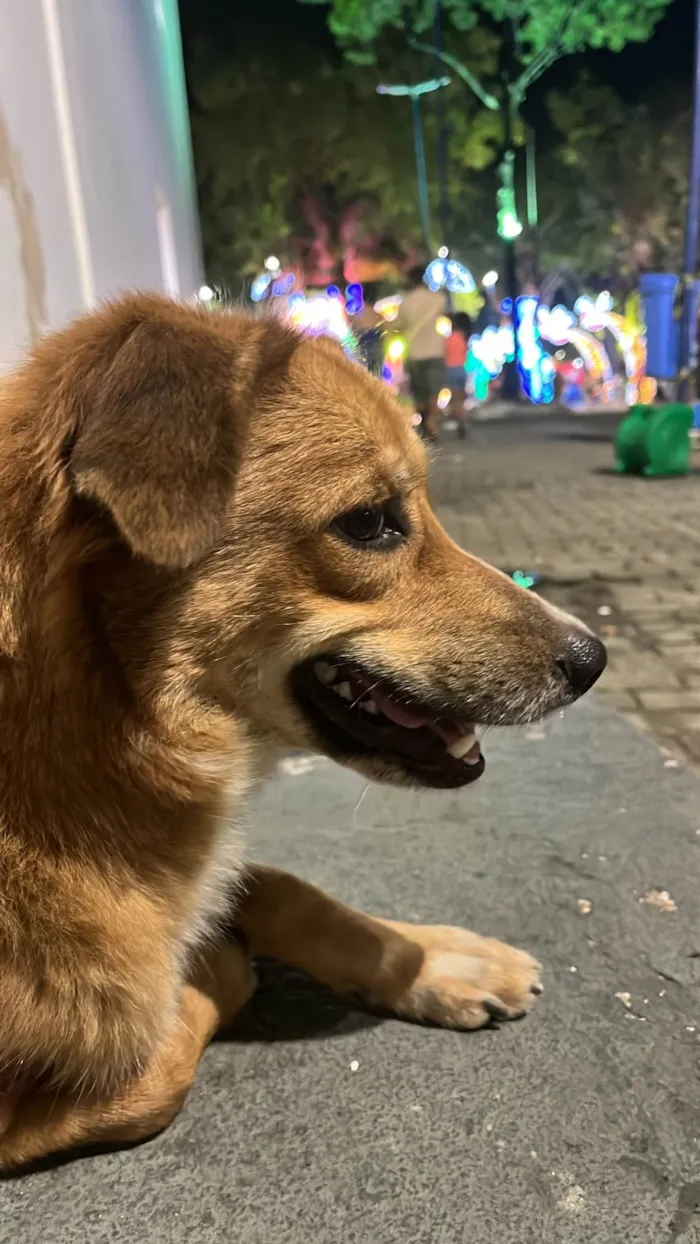Cachorro ra a SRD-ViraLata idade 2 anos nome Lucky
