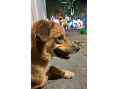 Cachorro raça SRD-ViraLata idade 2 anos nome Lucky