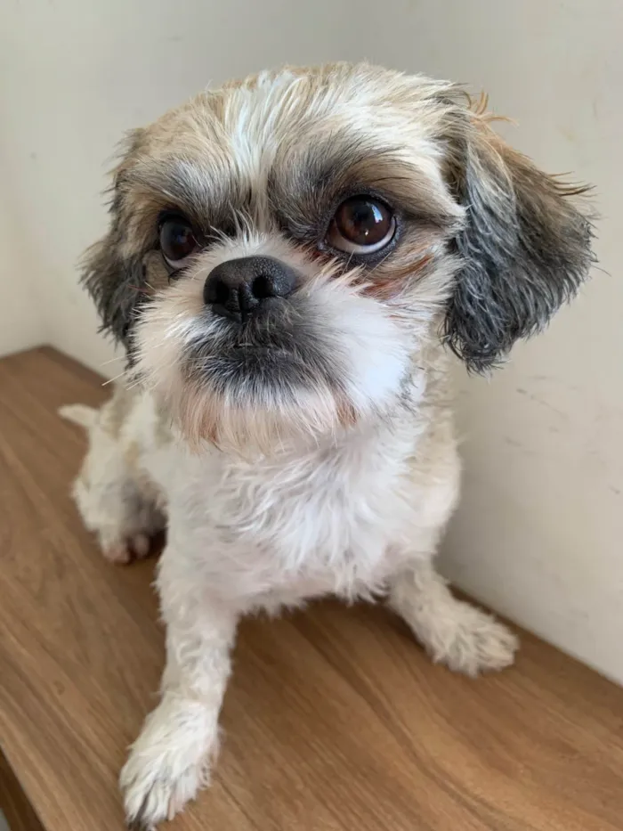 Cachorro ra a Shitzu idade 3 anos nome Floquinho