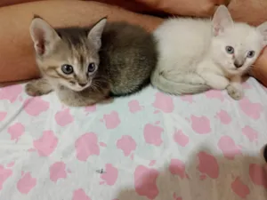 Gato raça SRD-ViraLata idade Abaixo de 2 meses nome NORMA ELENA ROLON MALDONADO