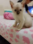 NORMA ELENA ROLON MALDONADO