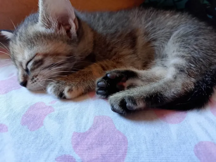 Gato ra a SRD-ViraLata idade Abaixo de 2 meses nome NORMA ELENA ROLON MALDONADO