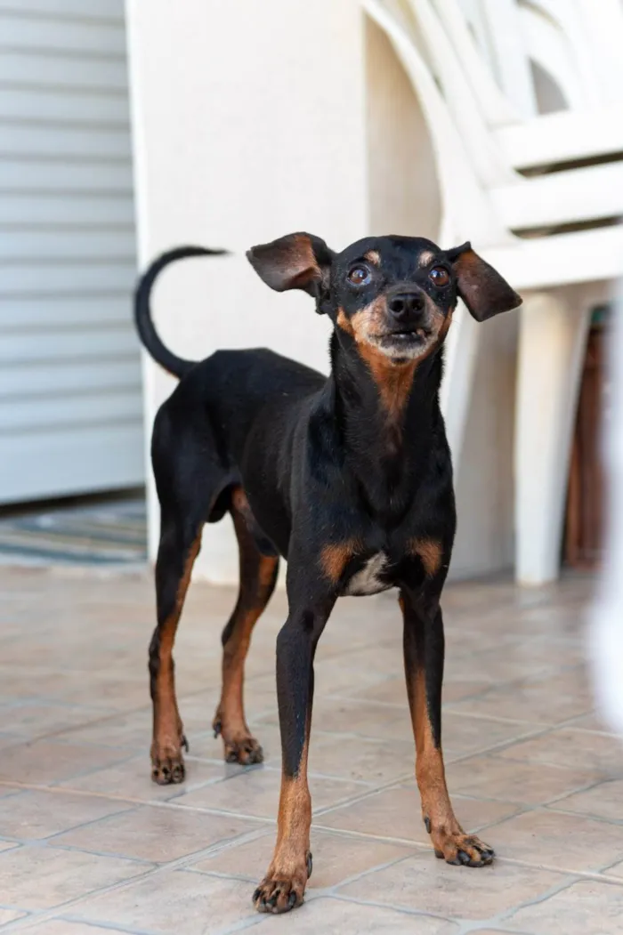 Cachorro raça SRD-ViraLata idade 6 ou mais anos nome Bolt