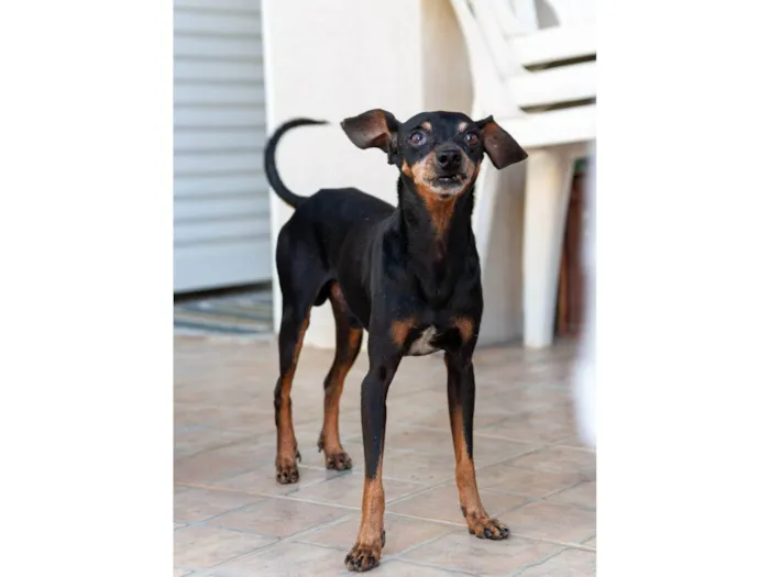 Cachorro raça SRD-ViraLata idade 6 ou mais anos nome Bolt