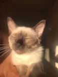Lilly