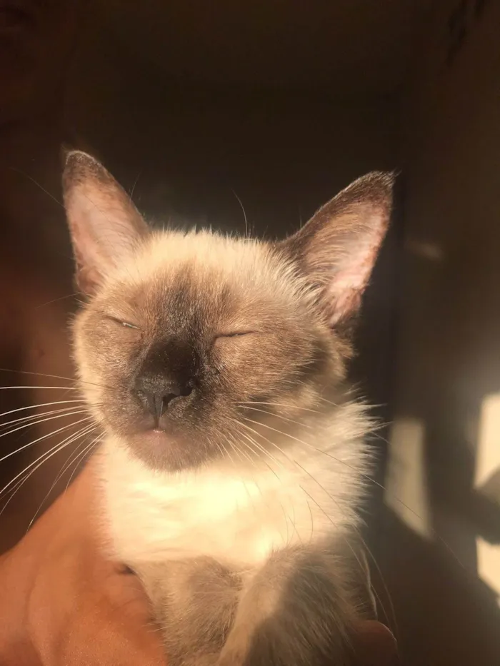 Gato ra a SRD-ViraLata idade 7 a 11 meses nome Lilly