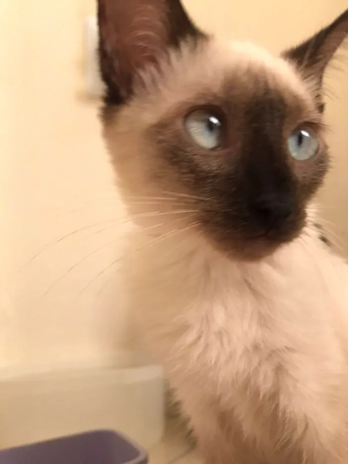 Gato ra a SRD-ViraLata idade 7 a 11 meses nome Lilly