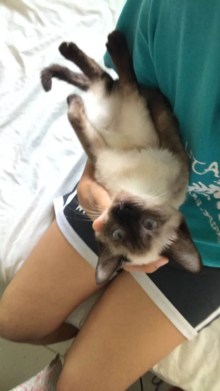 Gato ra a SRD-ViraLata idade 7 a 11 meses nome Lilly