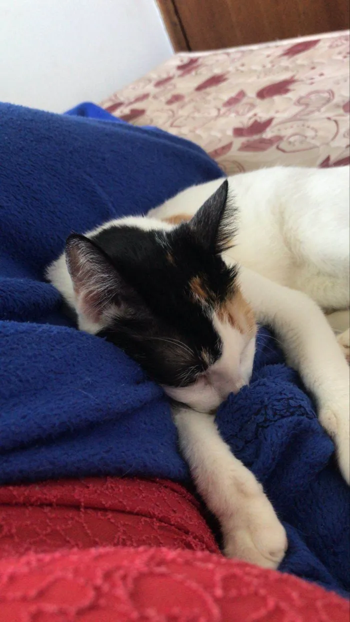 Gato ra a SRD-ViraLata idade 1 ano nome Miette