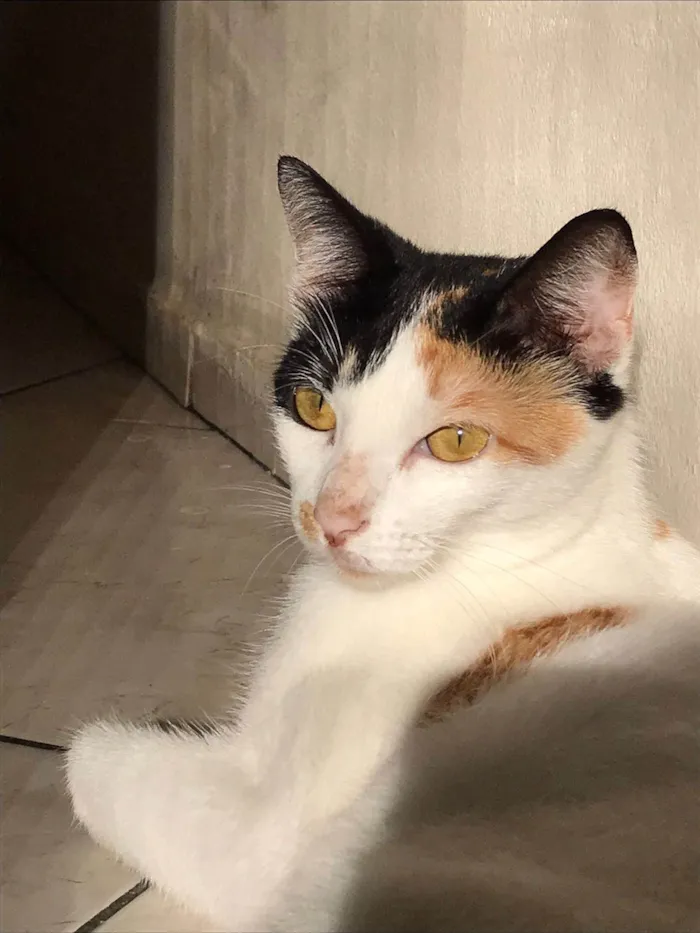 Gato ra a SRD-ViraLata idade 1 ano nome Miette