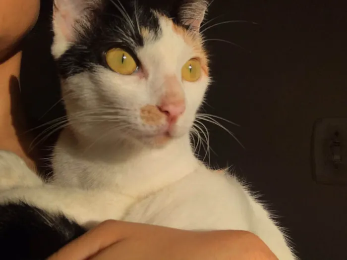 Gato raça SRD-ViraLata idade 1 ano nome Miette