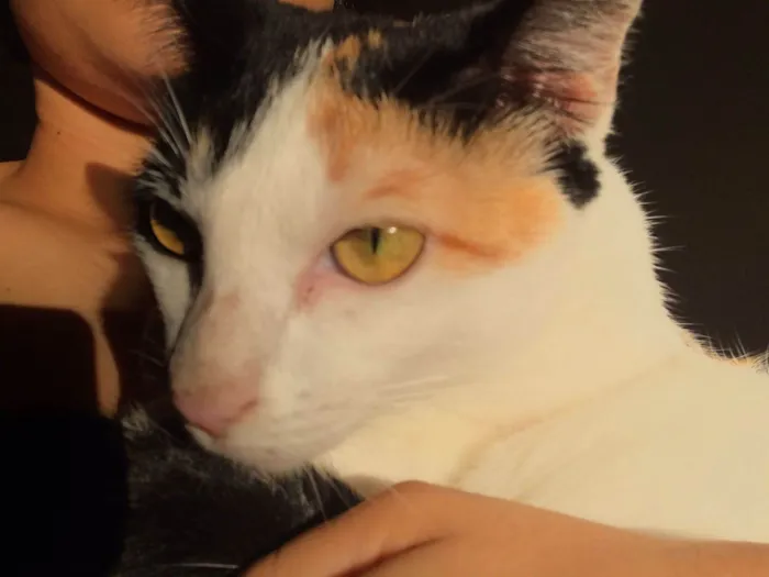 Gato raça SRD-ViraLata idade 1 ano nome Miette