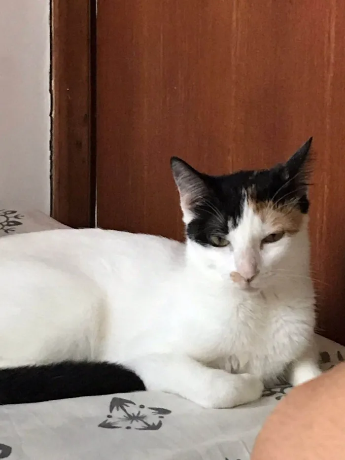 Gato ra a SRD-ViraLata idade 1 ano nome Miette