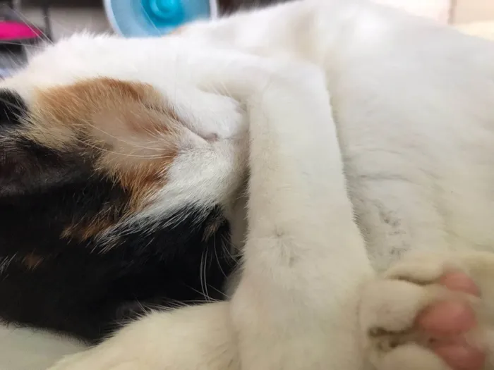 Gato raça SRD-ViraLata idade 1 ano nome Miette