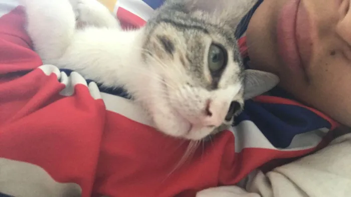 Gato ra a SRD-ViraLata idade 7 a 11 meses nome Zoé