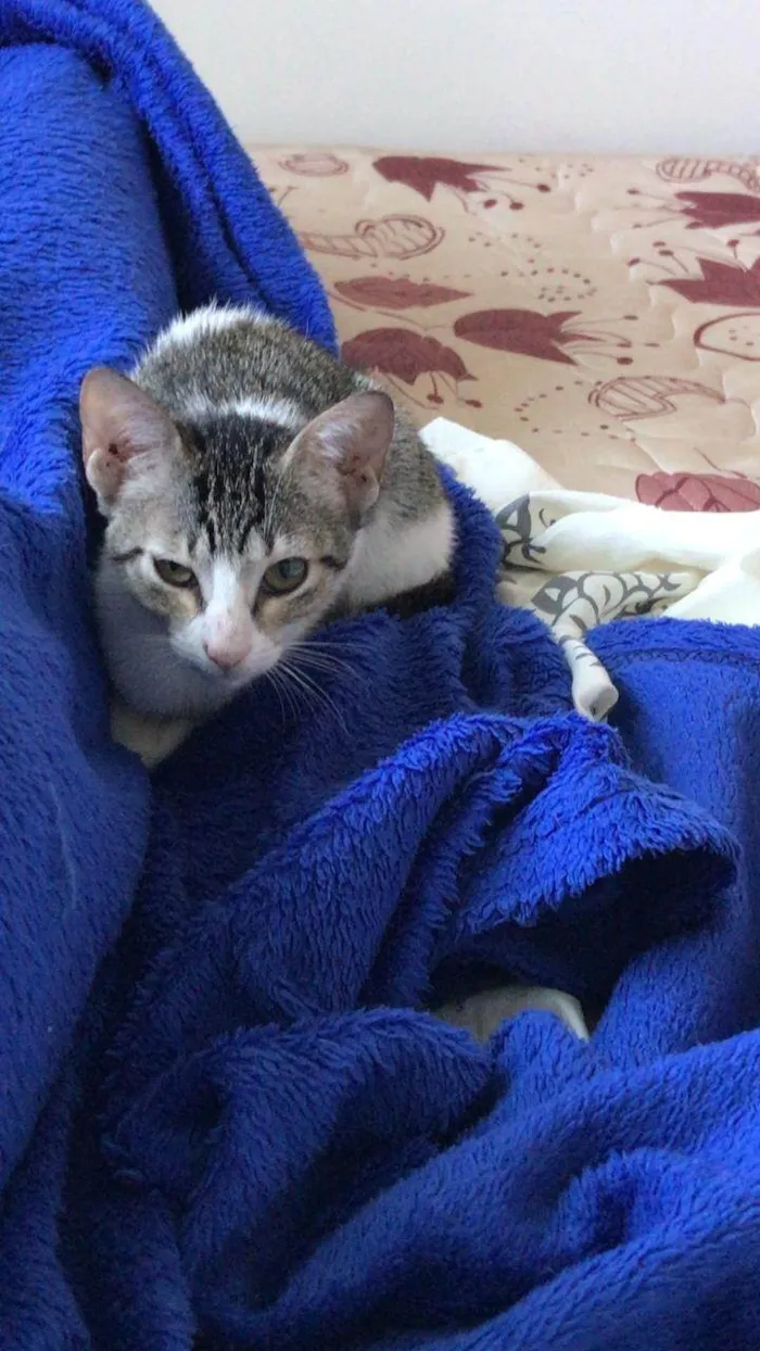 Gato ra a SRD-ViraLata idade 7 a 11 meses nome Zoé