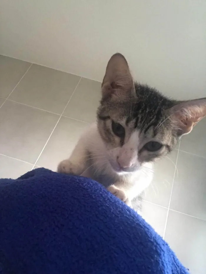 Gato ra a SRD-ViraLata idade 7 a 11 meses nome Zoé