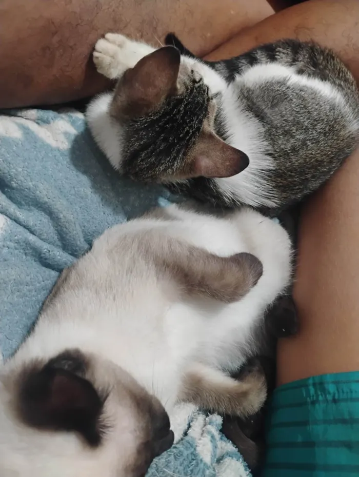 Gato ra a SRD-ViraLata idade 7 a 11 meses nome Zoé