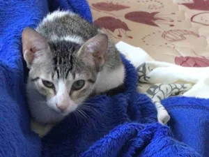Gato raça SRD-ViraLata idade 7 a 11 meses nome Zoé